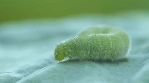Green Caterpillar