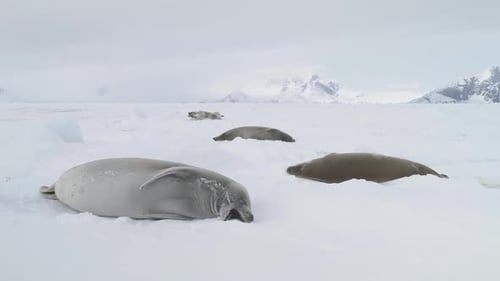 Weddell Seal Baby Play Muzzle Closeup View