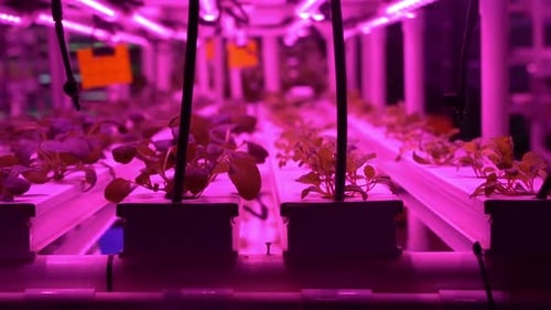 Agriculture Greenhouse Hydroponic Growth Technology Farm Garden Innovation Farming and Sustainable
