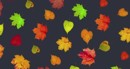 Animated Pattern of Rotating Dry Autumn Leaves with Congratulations on Blackboard Background Happy