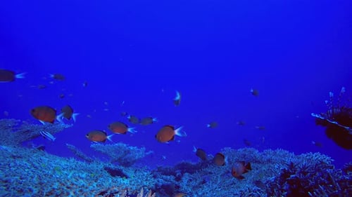 Sea Water Ocean Life