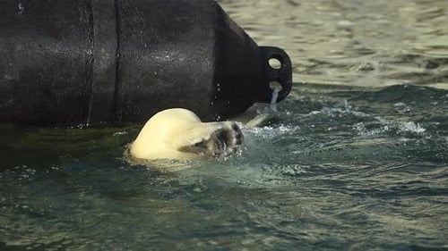 Ein Eisbär interagiert mit einem schwarzen Ball, der ihn in einer verschneiten Umgebung anrollt und anpfotet
