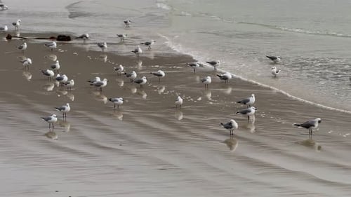 seagulls on the beach