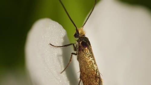 красивое макро фото моли на цветке