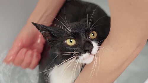 Black and White Cat Getting a Bath