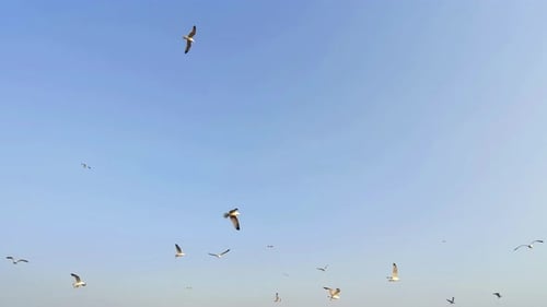 Seagulls Flying Gracefully in the Sky