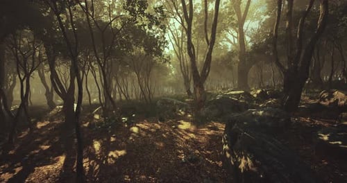 Mysterious Sunlight Filters Through Trees in a Serene Forest Setting