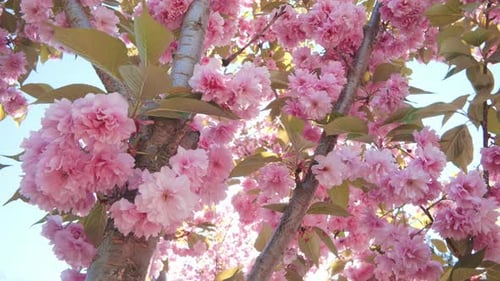 cherry blossom covered in pink flowers against blue sky, backlit by sun