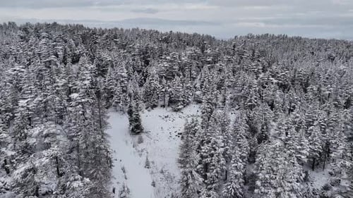 Vue par drone de la montagne enneigée, du blanc sur les arbres, de la forêt en hiver