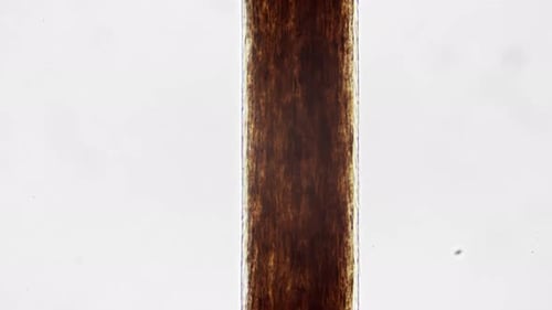 Whole Mount of Human Hair Filmed Under Microscope 400x on Bright Field