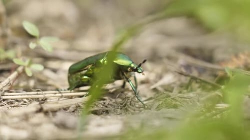 Protaetia Cuprea Green Fly Away