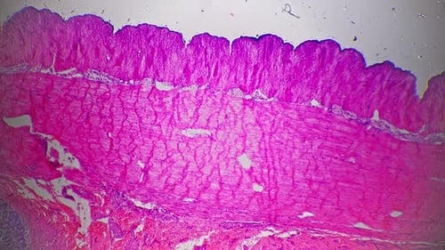 Transversal Section of Large Intestinal Under Microscope 40x for Educational Issues on Bright Field