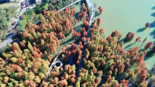 Autumn forest