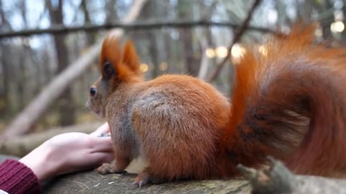 Cute Rodent Eating Food From Hand of Young Girl at Forest Wild Fluffy Squirrel Taking Sunflower