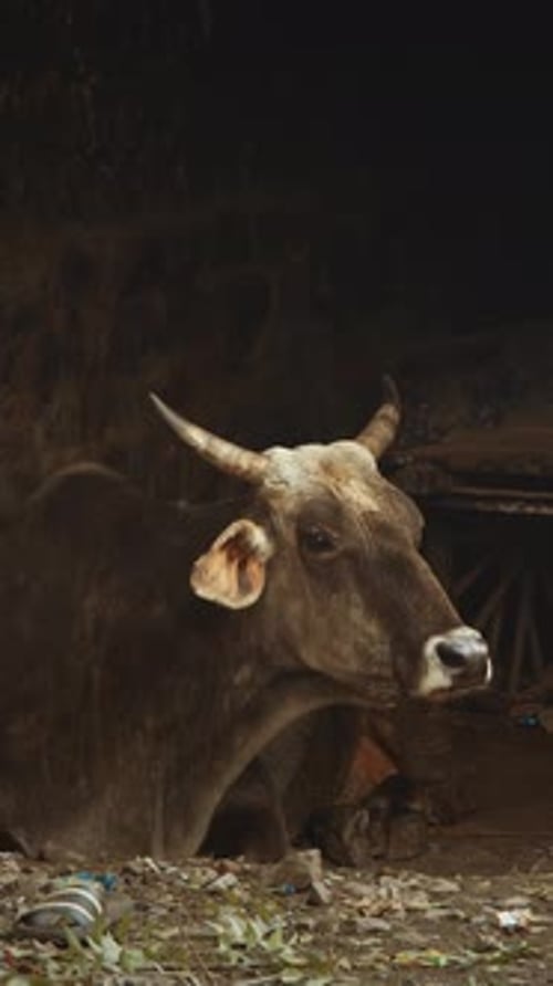 Vache au repos dans le bétail indien