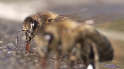 Extreme Macro Close Up of a Honey Bee Drinking Water Insect Ecology