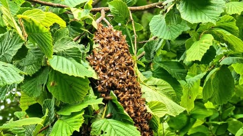 Dense swarm of honey bees swarming on a leafy tree branch during warm summer day