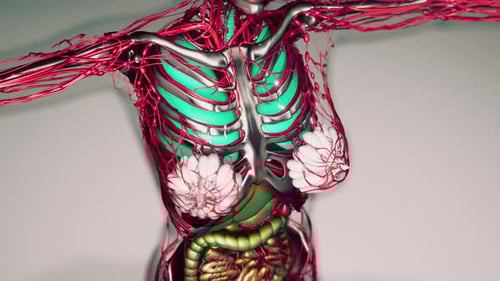 3D Human Female Torso Anatomy with Organs and Blood Vessels Animation