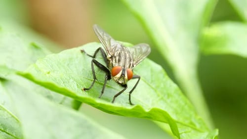 Housefly Grooming Itself on a Leaf