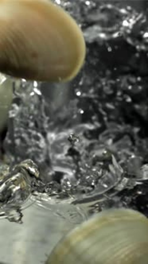 Fresh Vongole Fly Into the Pan filmé par une caméra haute vitesse à 1000 images par seconde