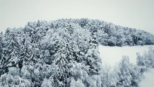 Snowed pine tree forest in winter
