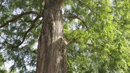 Beautiful tree with green leaves growing under blue sky. Camera moving up