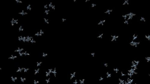 Flying Flock of Realistic Birds Seamless Loop