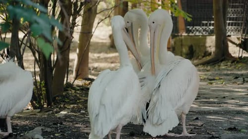 White Pelicans Preening and Bonding at the Zoo
