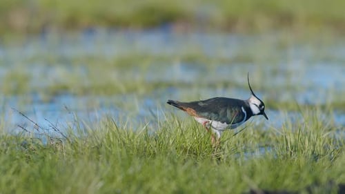 Northern Lapwing Wades Through Rural Meadow