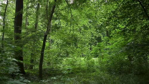 Lush green forest in daylight with diverse foliage and trees, tranquil and untouched