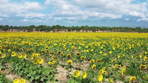 Sunflowers bright flower heads on a sunflower organic field.