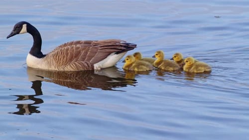 Slow motion shot of newborn goslings swimming close to their mother on their first day of their life
