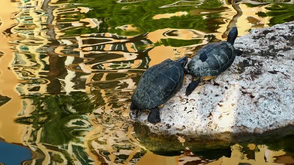 a Couple of Water Turtles Bask on a Rock in the Pond of the Park a ...