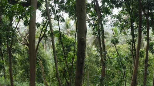 Slow pan of trees from inside lush green rainforest in Indonesia