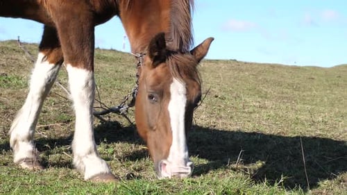 26, Horses graze in the field. Agriculture. Caring for horses.