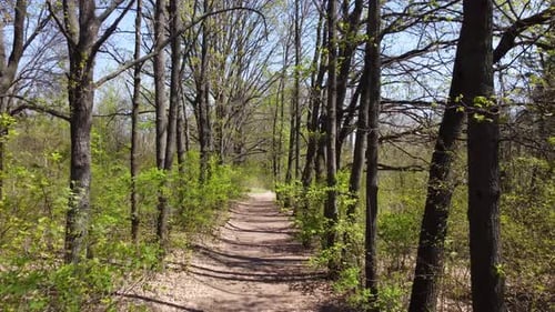 Green spring walking alley in sunny park