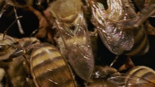 Insects Macro - Extreme close up tracking shot across working honey bees