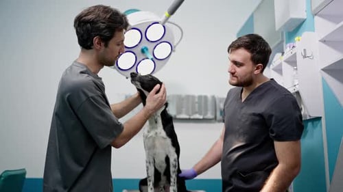 A Man with His Dog in a Veterinary Clinic with a Professional During a Preventative Dental