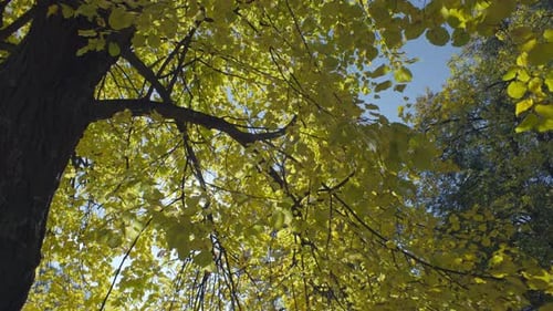 Autumn Tree with Golden Leaves Blowing Gently