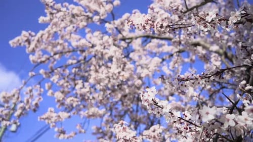 Branches of a cherry blossom tree with beautiful flowers during spring