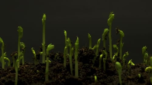 Green Plants Germinate and Grow in Time Lapse