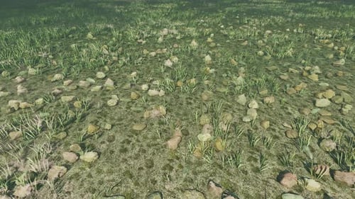 Thin Sea Shore With Plants