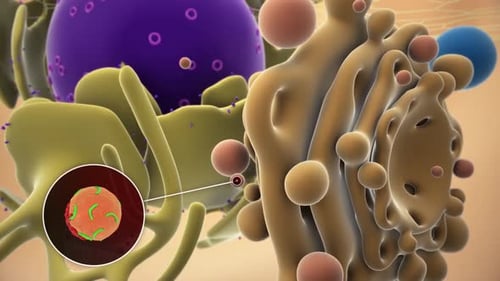 3D Medical Animation of Human Cellular Processes and Blood Flow