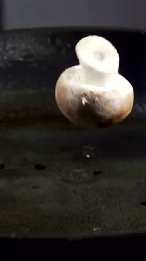 Vertical View Of Mushrooms