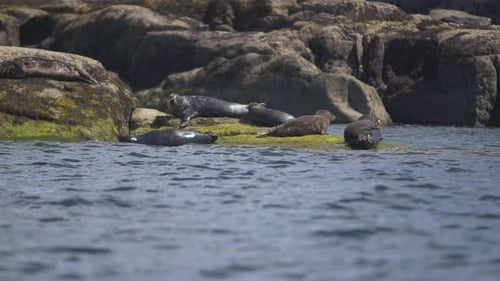 A group of seals on ocean rocks in British Columbia.