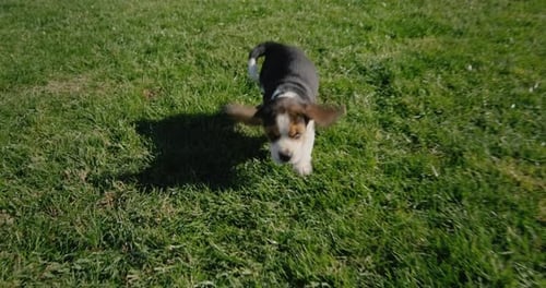 Beagle Puppy Running on Green Grass Lawn