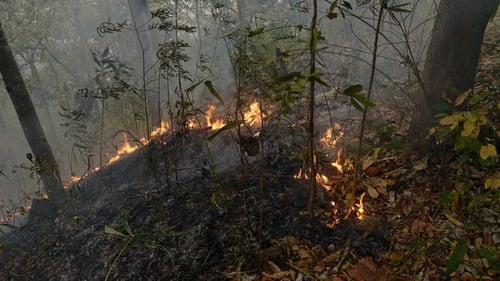 Inferno Unleashed Dry Season's Ground Fire Spreads Through the Forest Polluting the Air As Jungle
