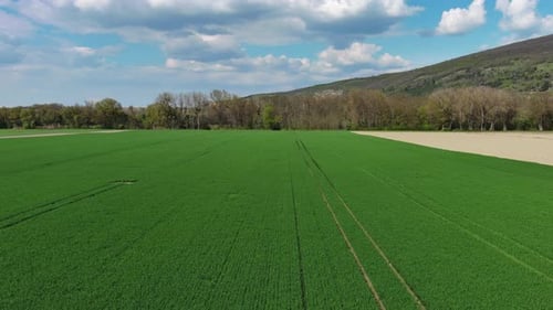 Flying Over Green Agriculture Fields in Spring
