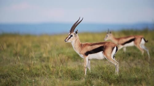 Graceful Gazelle Walking Through Green African Savanna