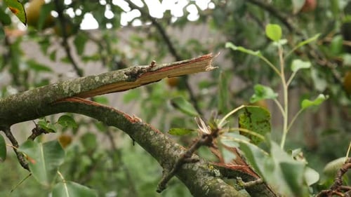 10. A gardener examines a broken branch of a pear tree. The storm damaged the orchard.